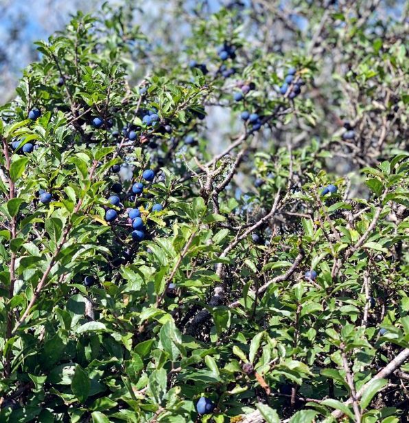 Sloes on a Blackthorn tree