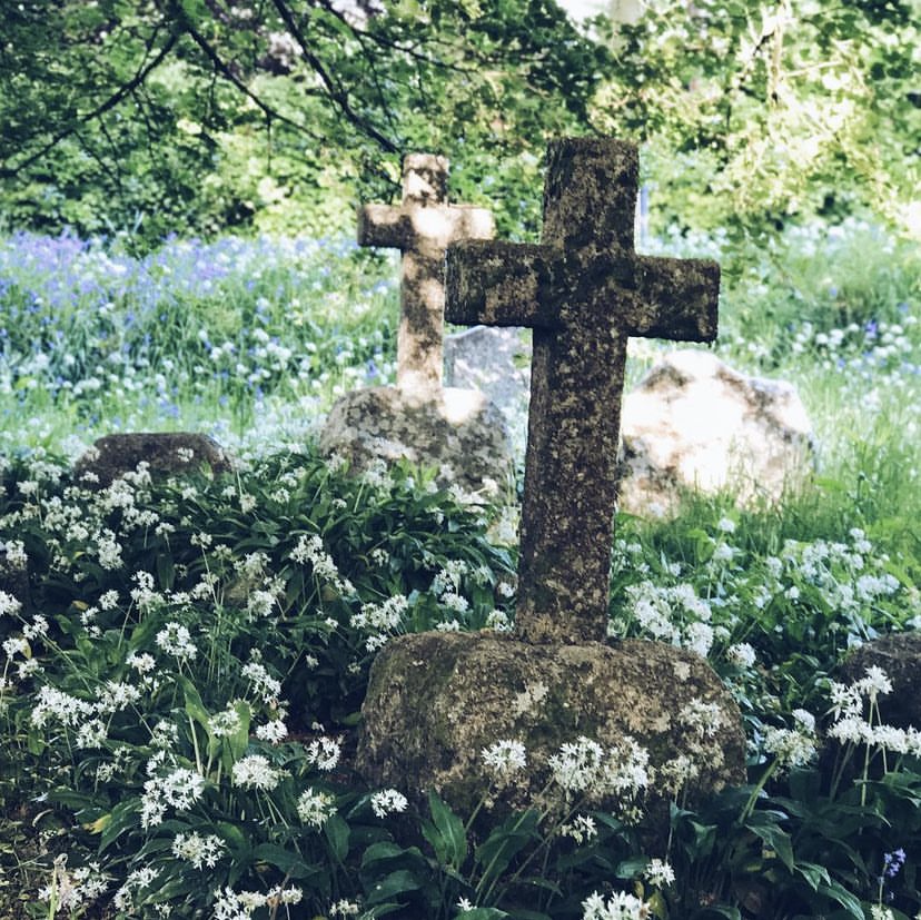 Wild garlic in a churchyard